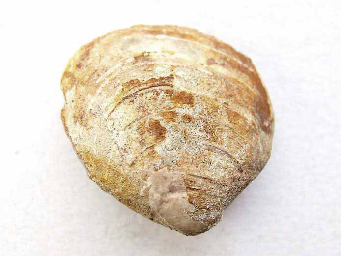 Lucina lamellibranche fossile du jurassique boulonnais