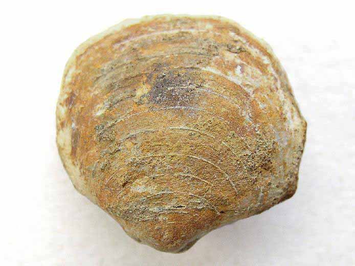 Lucina imbricata fossile du jurassique boulonnais
