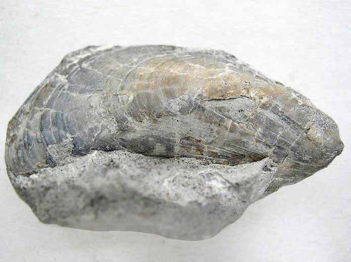 Modiolus bononiensis - Moule fossile jurassique Boulonnais