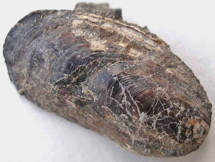 Moule fossile : Lithophaga subcylindrica jurassique Boulonnais