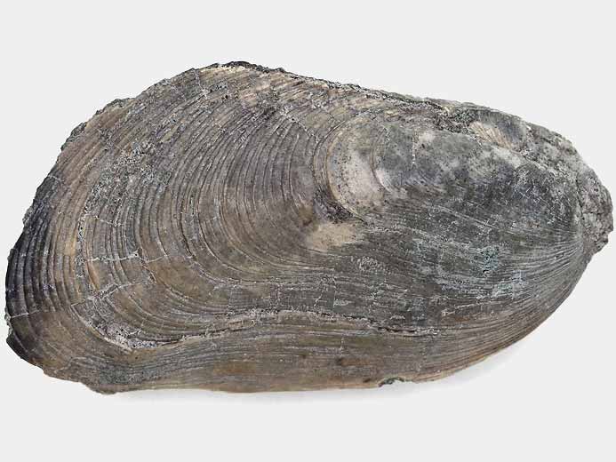 Moule: Modiolus aequiplicatus