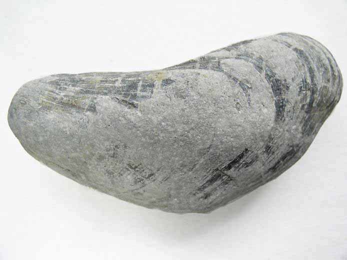 Moule fossile Modiolus bononiensis jurassique Boulonnais