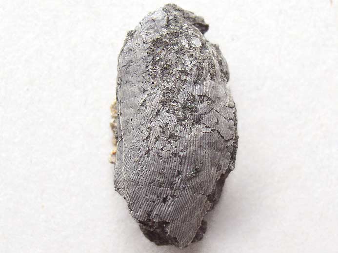 moule fossile Musculus autissiodorensis jurassique Boulonnais