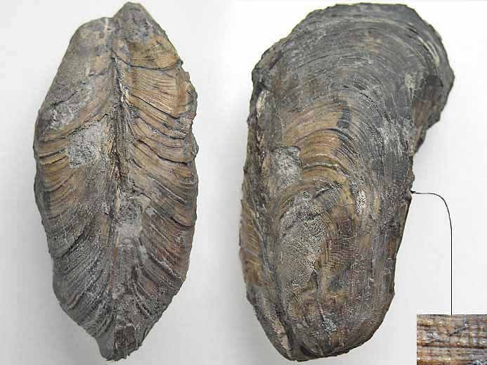 Moule fossile Modiolus bononiensis jurassique Boulonnais