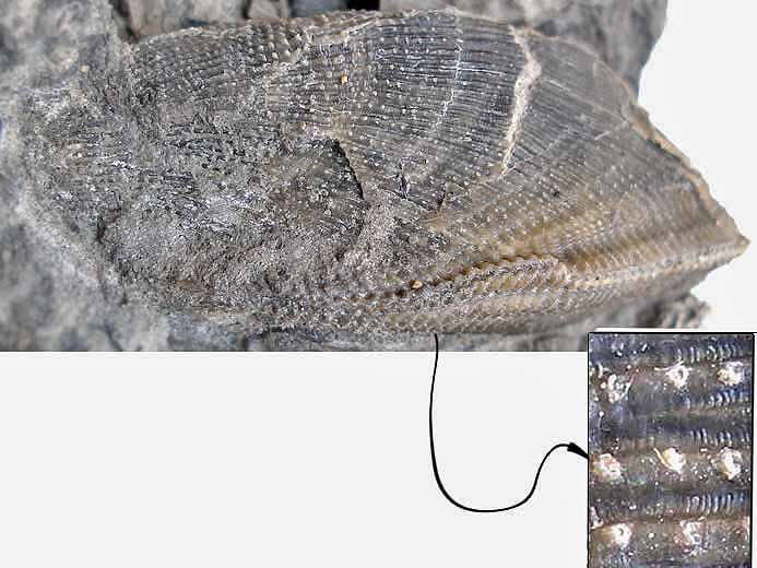 Moule fossile