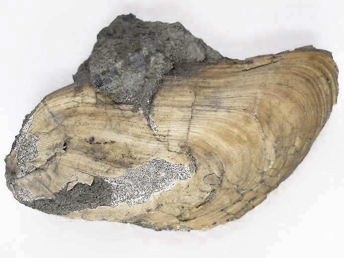 Moule fossile Modiolus aequiplicatus