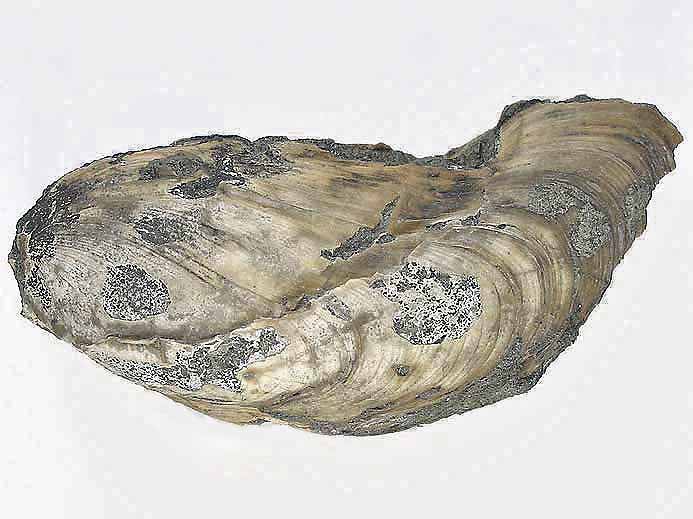 Moule fossile Modiolus sp jurassique Boulonnais