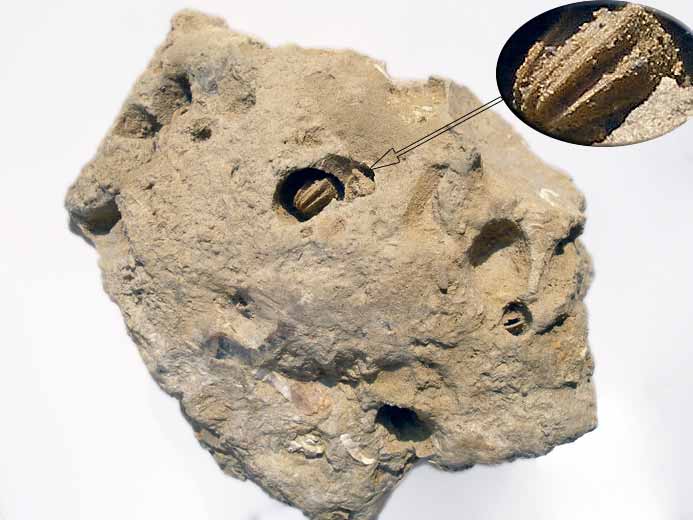 Moule fossile : Lithophaga sp jurassique Boulonnais