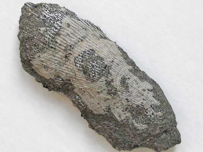 Moule fossile Musculus autissiodorensis jurassique Boulonnais