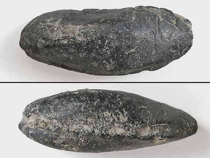 Moule fossile : Lithophaga sp jurassique Boulonnais