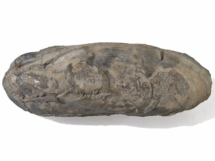 Moule fossile : Lithophaga sp jurassique Boulonnais