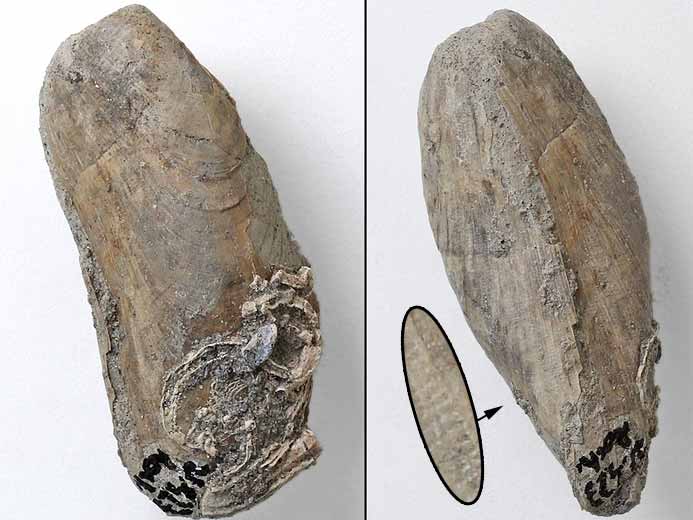 Moule fossile Modiolus bononiensis jurassique Boulonnais