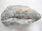 Moule Modiolus bononiensis fossiles du jurassique boulonnais