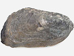 Moule Modiolus aequiplicatus fossiles du jurassique boulonnais