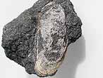Moule Musculus autissiodorensis fossile du jurassique boulonnais