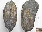 Moule Modiolus bononiensis fossiles du jurassique boulonnais