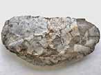 Moule Modiolus aequiplicatus fossiles du jurassique boulonnais