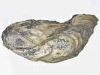 Moule Modiolus sp fossile du jurassique boulonnais