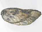 Moule Modiolus sp fossile du jurassique boulonnais