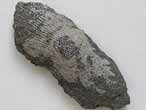 Moule Musculus autissiodorensis fossile du jurassique boulonnais