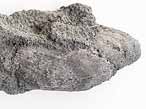 Moule Musculus autissiodorensis fossile du jurassique boulonnais