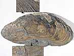 Moule Modiolus bononiensis fossiles du jurassique boulonnais