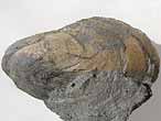Moule Modiolus sp fossile du jurassique boulonnais