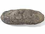 Moule Lithophaga sp fossile du jurassique boulonnais
