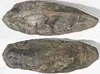 Moule Lithophaga sp fossile du jurassique boulonnais