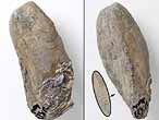 Moule Modiolus bononiensis fossiles du jurassique boulonnais