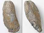 Moule Modiolus bononiensis fossiles du jurassique boulonnais