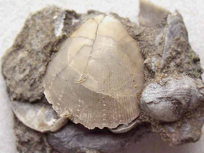 Radulopecten strictus - fossile jurassique Boulonnais