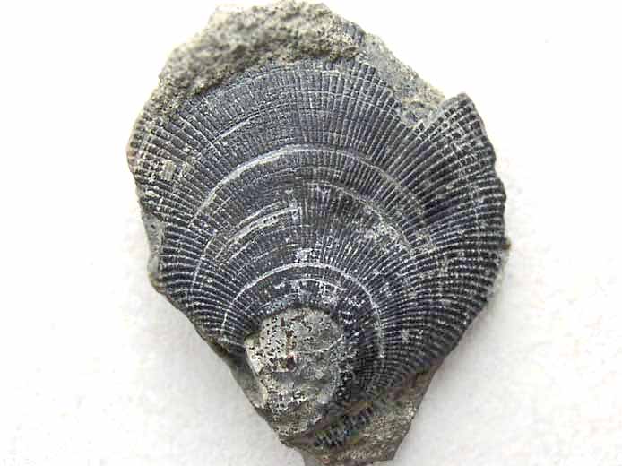 Camptonectes morini fossile jurassique Boulonnais