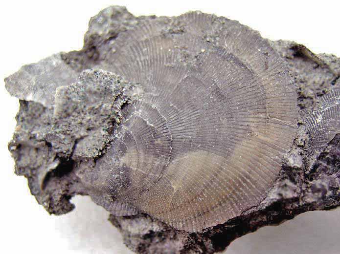 Camptonectes morini fossile jurassique Boulonnais