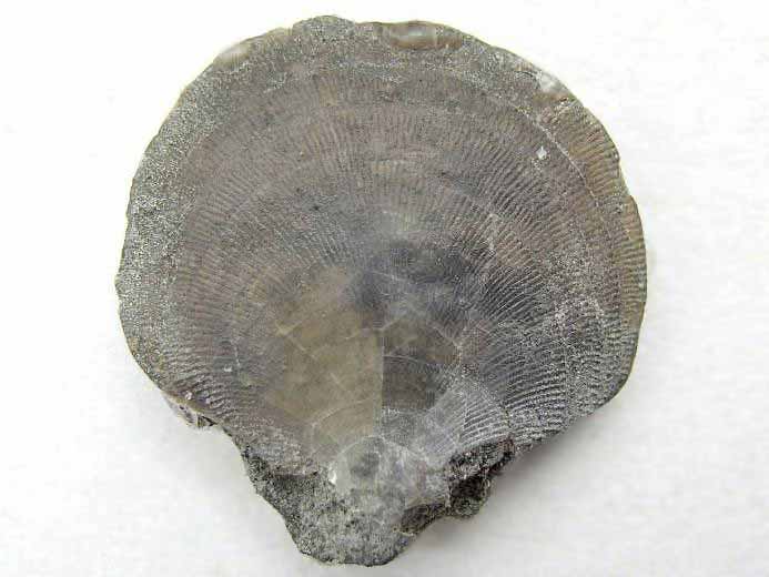 Camptonectes morini fossile jurassique Boulonnais