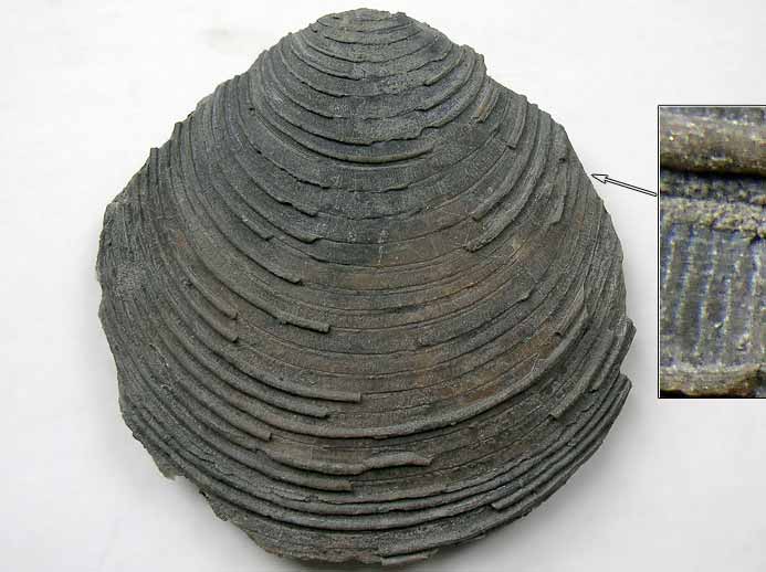 Camptonectes lamellosus fossile jurassique Boulonnais