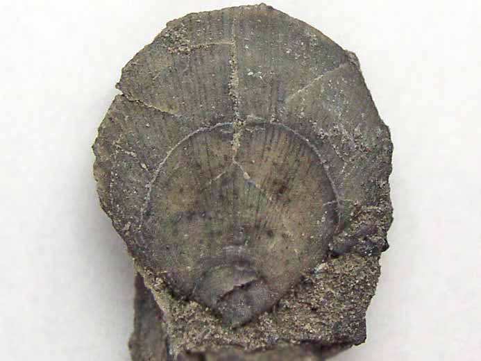 Camptonectes comatus pecten fossile jurassique Boulonnais