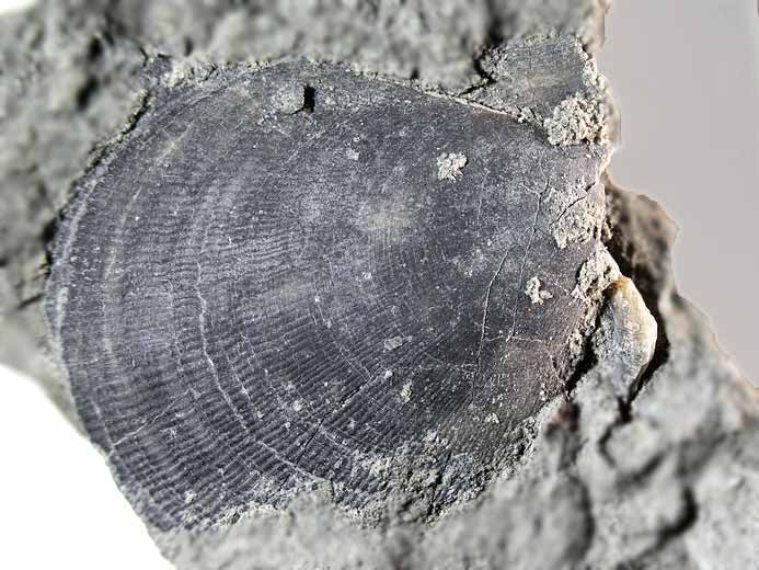 Radulopecten strictus fossile jurassique Boulonnais