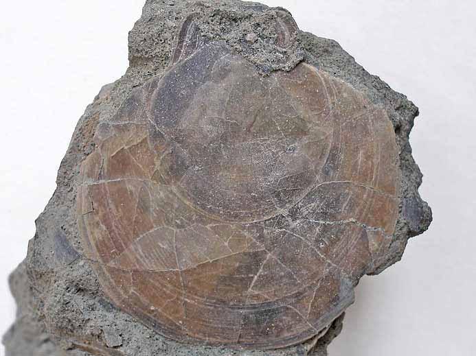 Entolium sp Pectinidae fossile jurassique Boulonnais