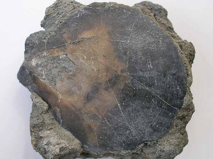 Entolium corneolum Pectinidae fossile jurassique Boulonnais