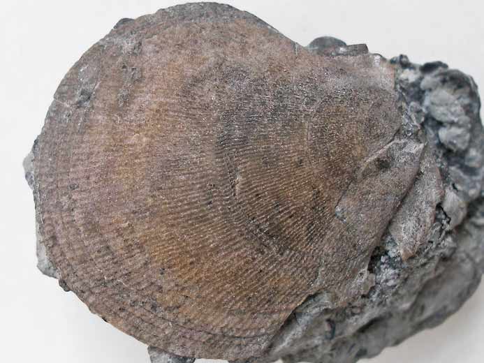 Radulopecten strictus fossile jurassique Boulonnais