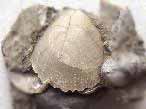 Radulopecten strictus fossile du jurassique boulonnais
