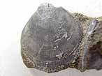 Camptonectes comatus fossile du jurassique boulonnais