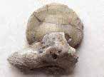 Radulopecten strictus fossile du jurassique boulonnais