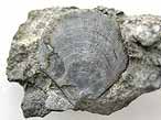 Camptonectes comatus fossile du jurassique boulonnais