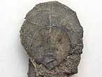 Camptonectes comatus fossile du jurassique boulonnais