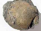 Camptonectes morini fossile du jurassique boulonnais