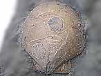 Camptonectes morini fossile du jurassique boulonnais