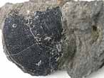 Pectinidae fossile du jurassique boulonnais