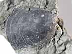 Radulopecten strictus fossile du jurassique boulonnais